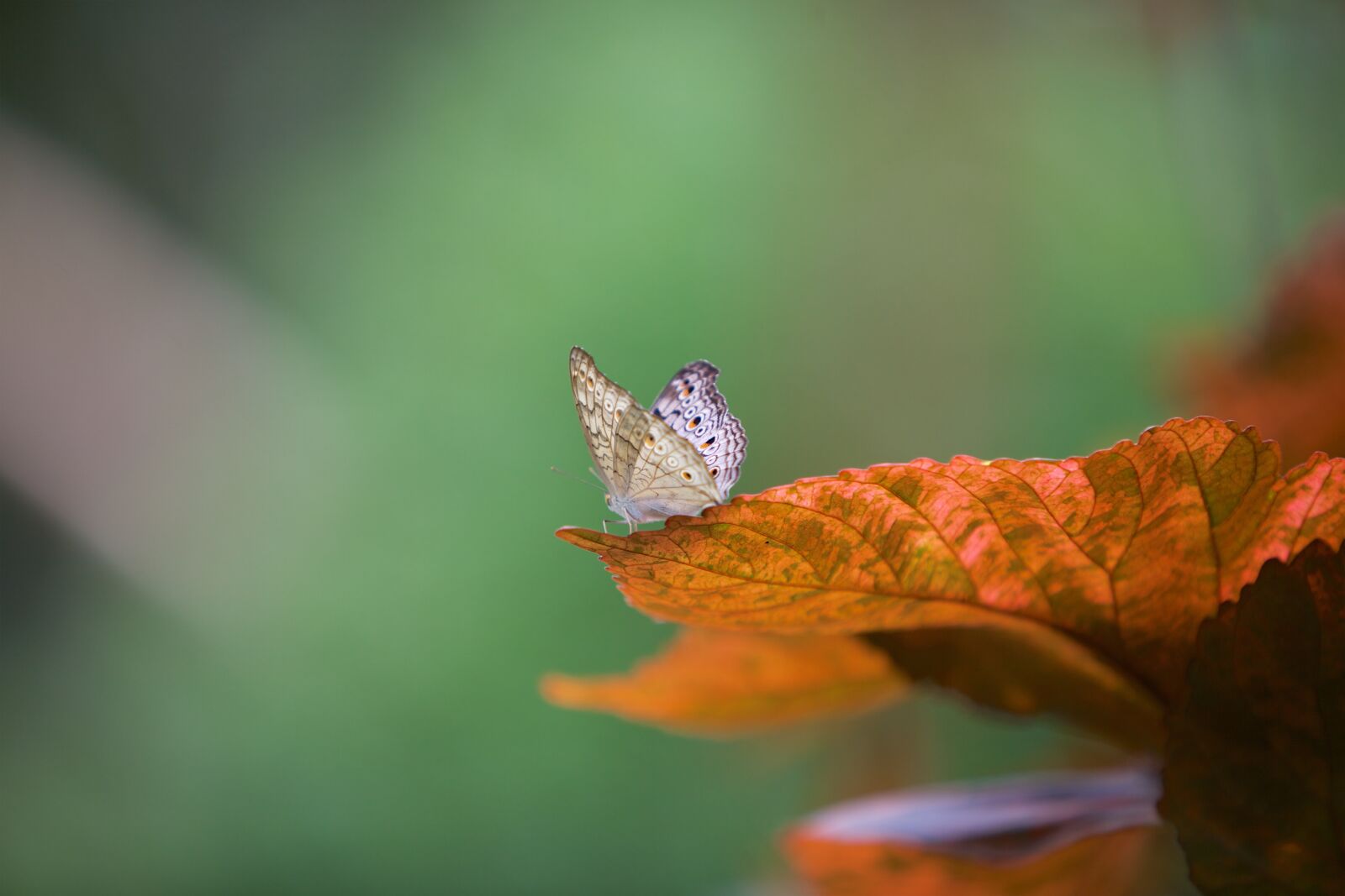 Canon EOS 5D Mark II sample photo. Butterfly, leaf, nature photography