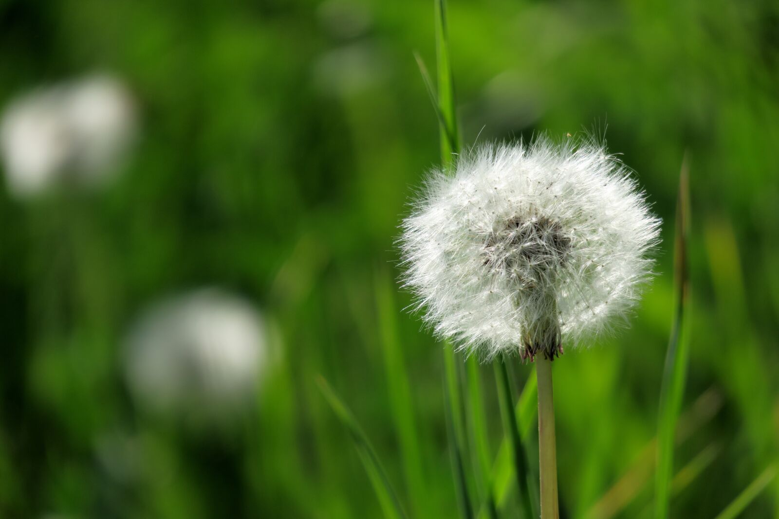 Canon PowerShot G3 X sample photo. Grass, dandelion, nature photography
