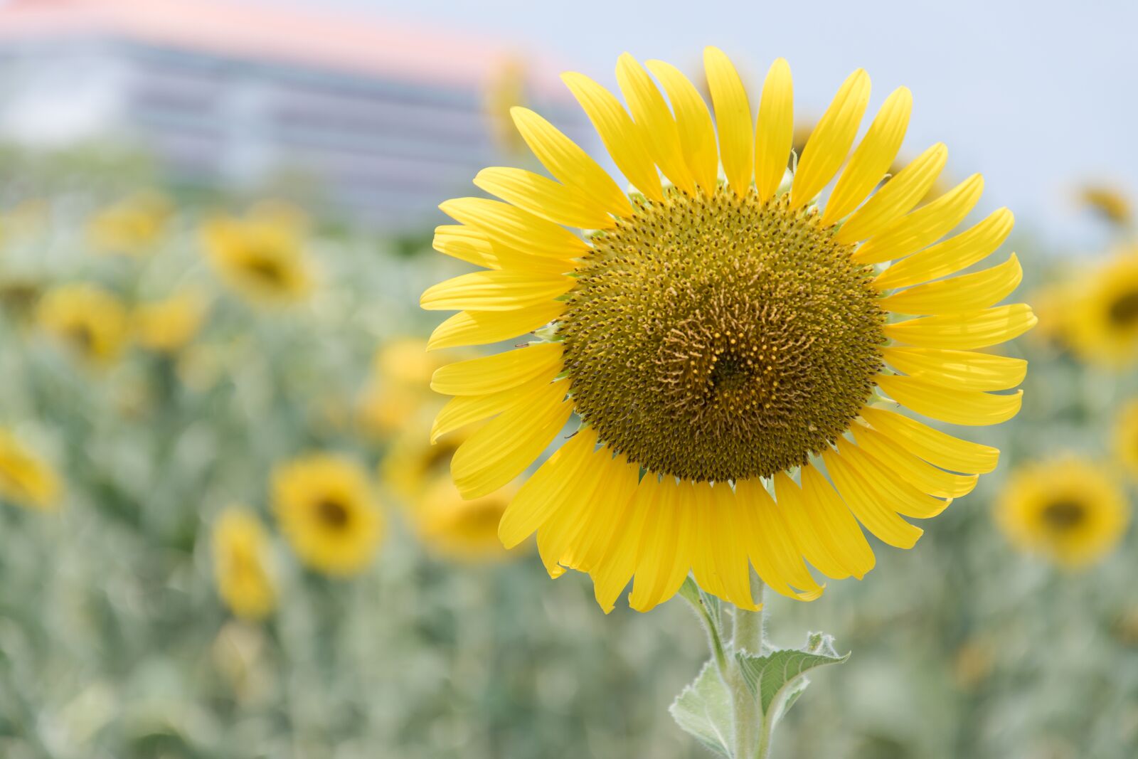 Nikon D5500 sample photo. Sunflower, flowers, nature photography