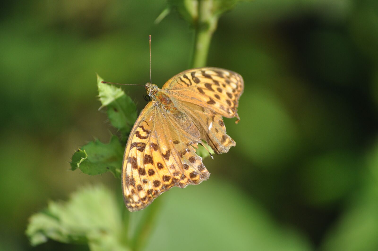 Nikon D5000 sample photo. Butterfly, nature, insect photography