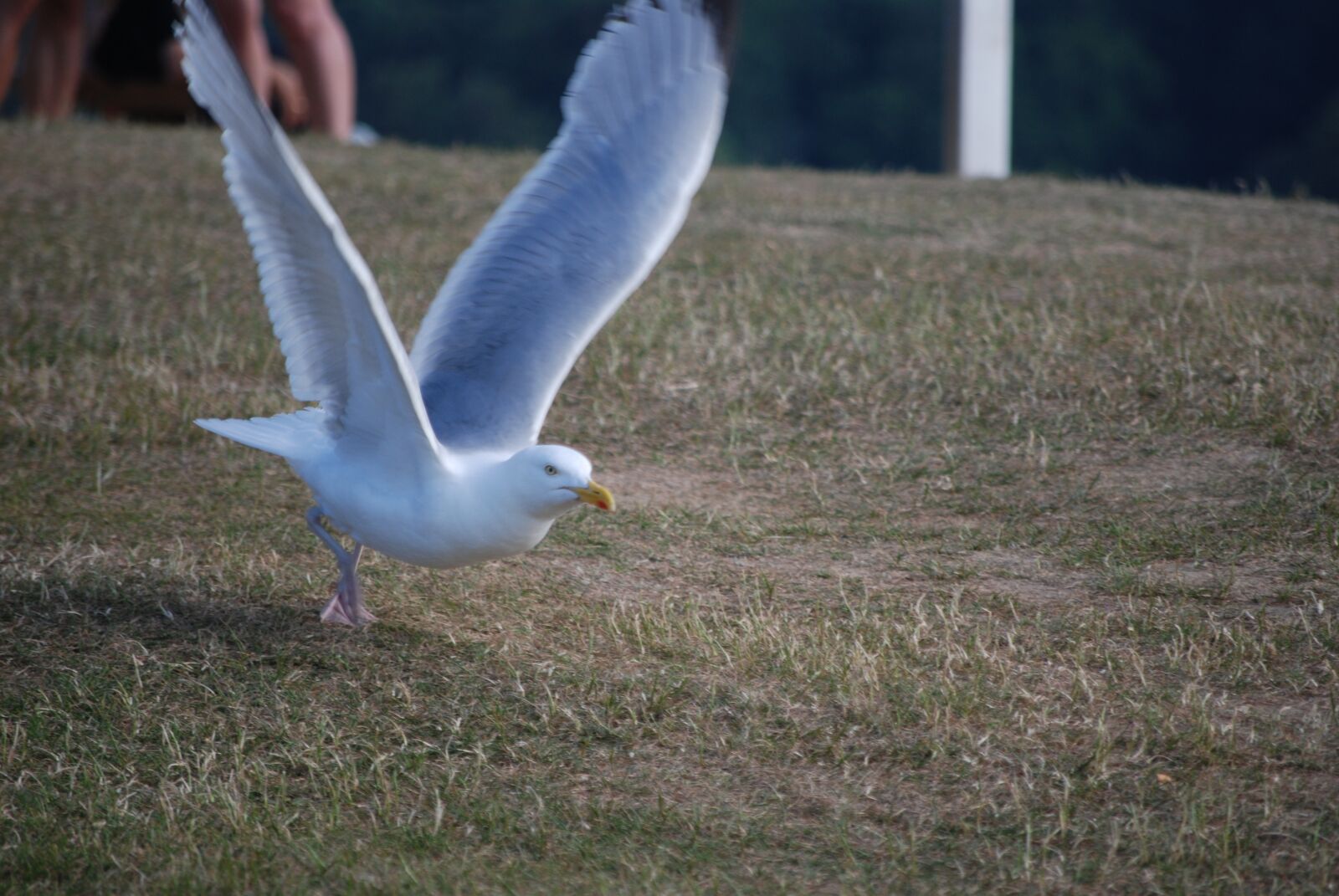 Nikon D60 sample photo. Seagull, sea, bird photography