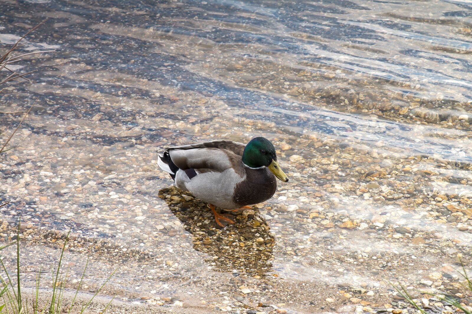 Canon EOS 70D sample photo. Duck, water, animal photography