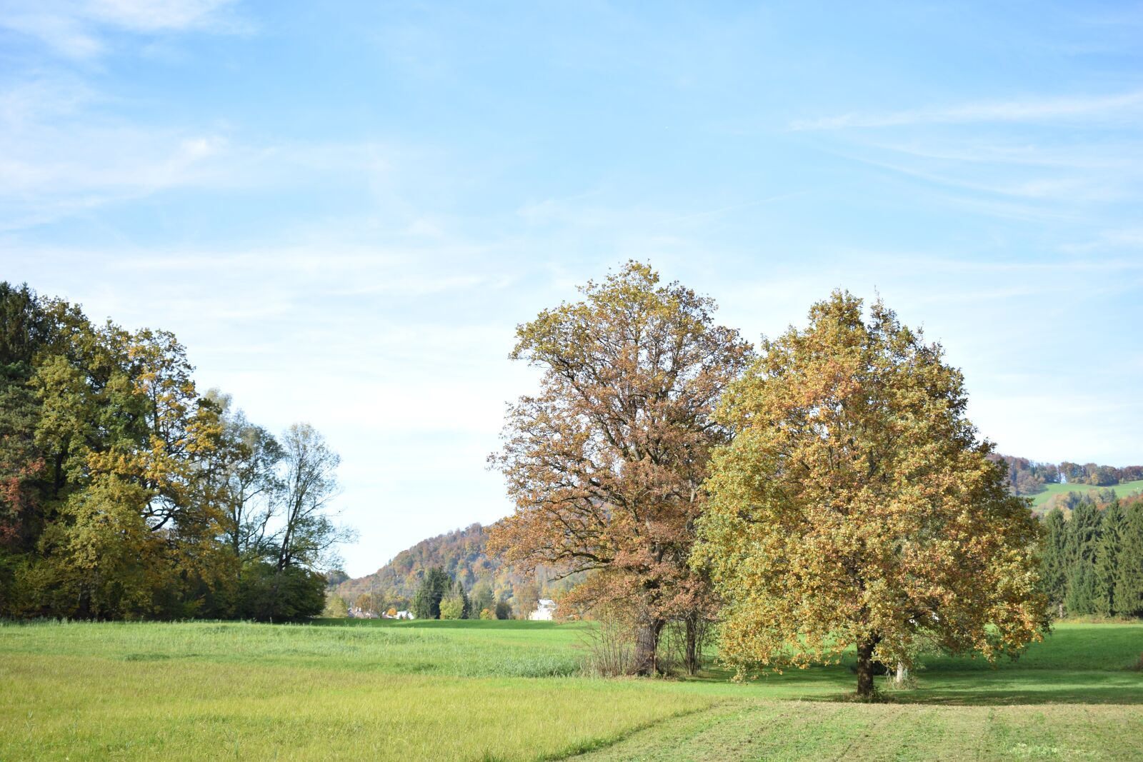 Nikon D3300 sample photo. Tree, autumn, golden autumn photography