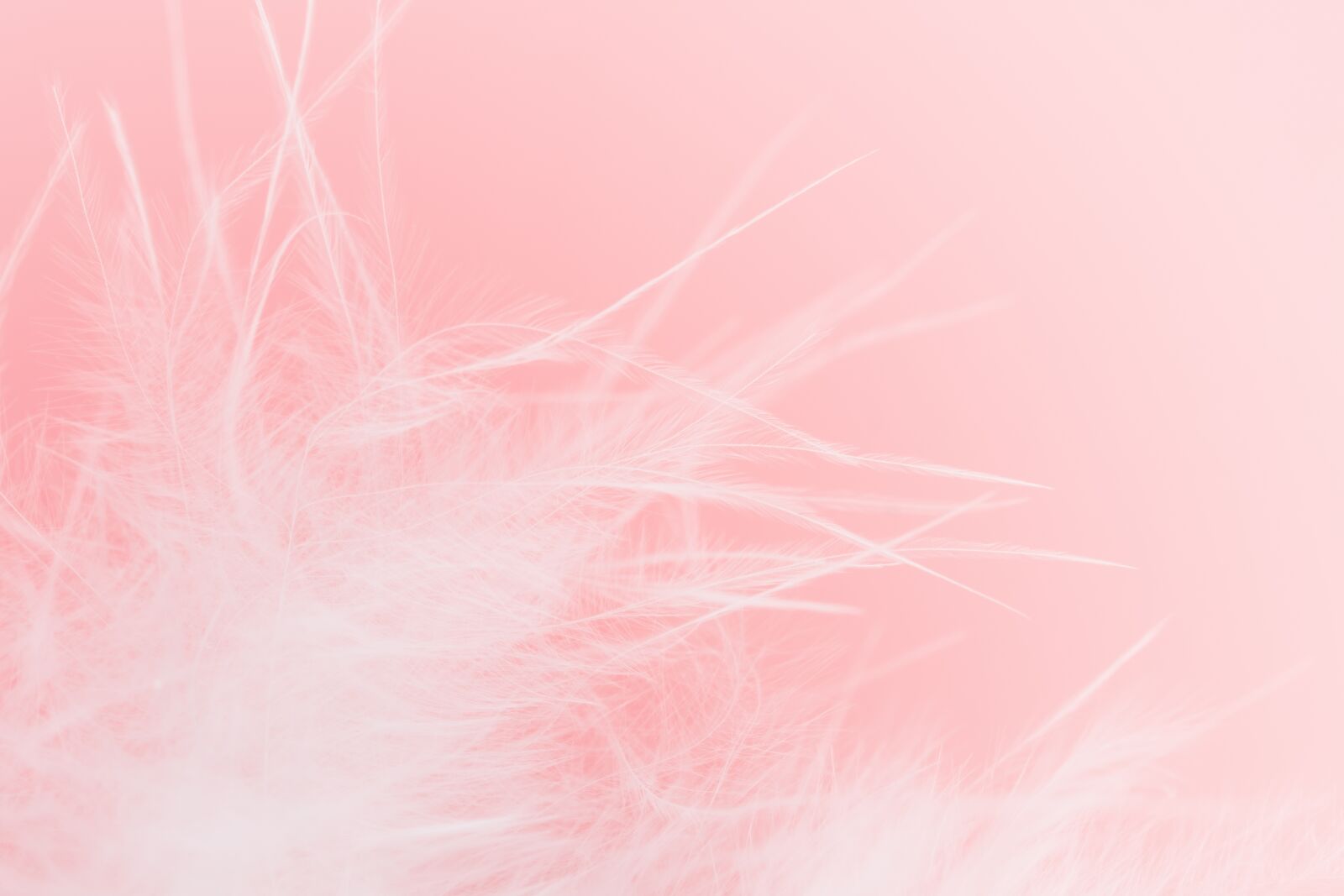 Fujifilm X-T2 + Fujifilm XF 80mm F2.8 R LM OIS WR Macro sample photo. Feather, soft, gentle photography