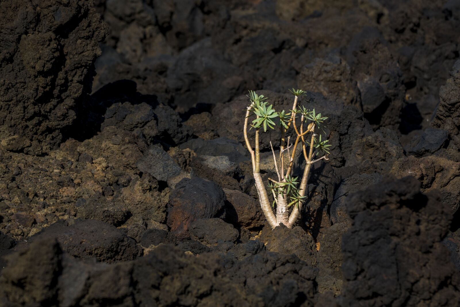 Canon EOS 70D sample photo. Plant, stones, yellow green photography