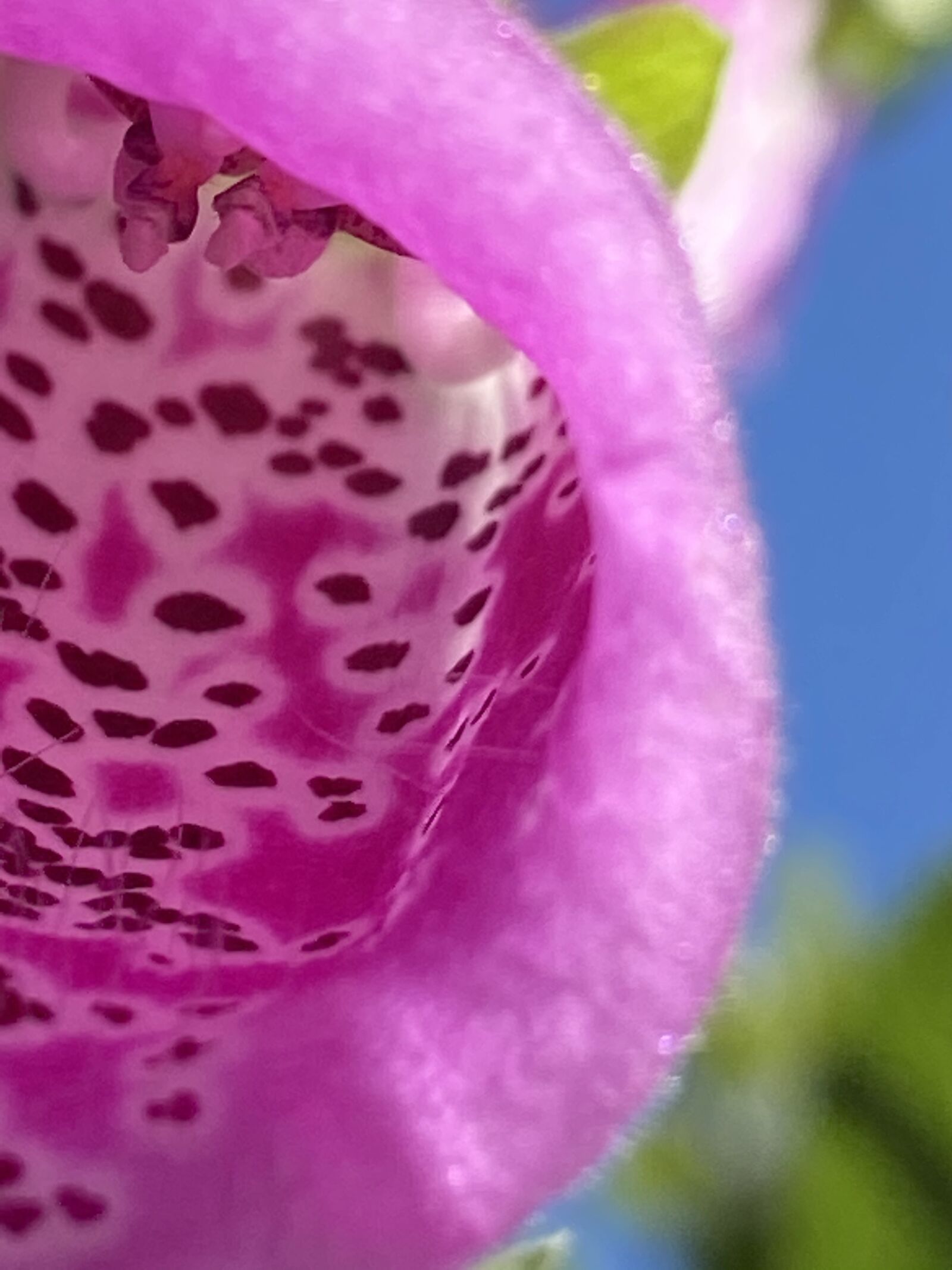 Apple iPhone 11 sample photo. Foxglove, flower, digitalis photography
