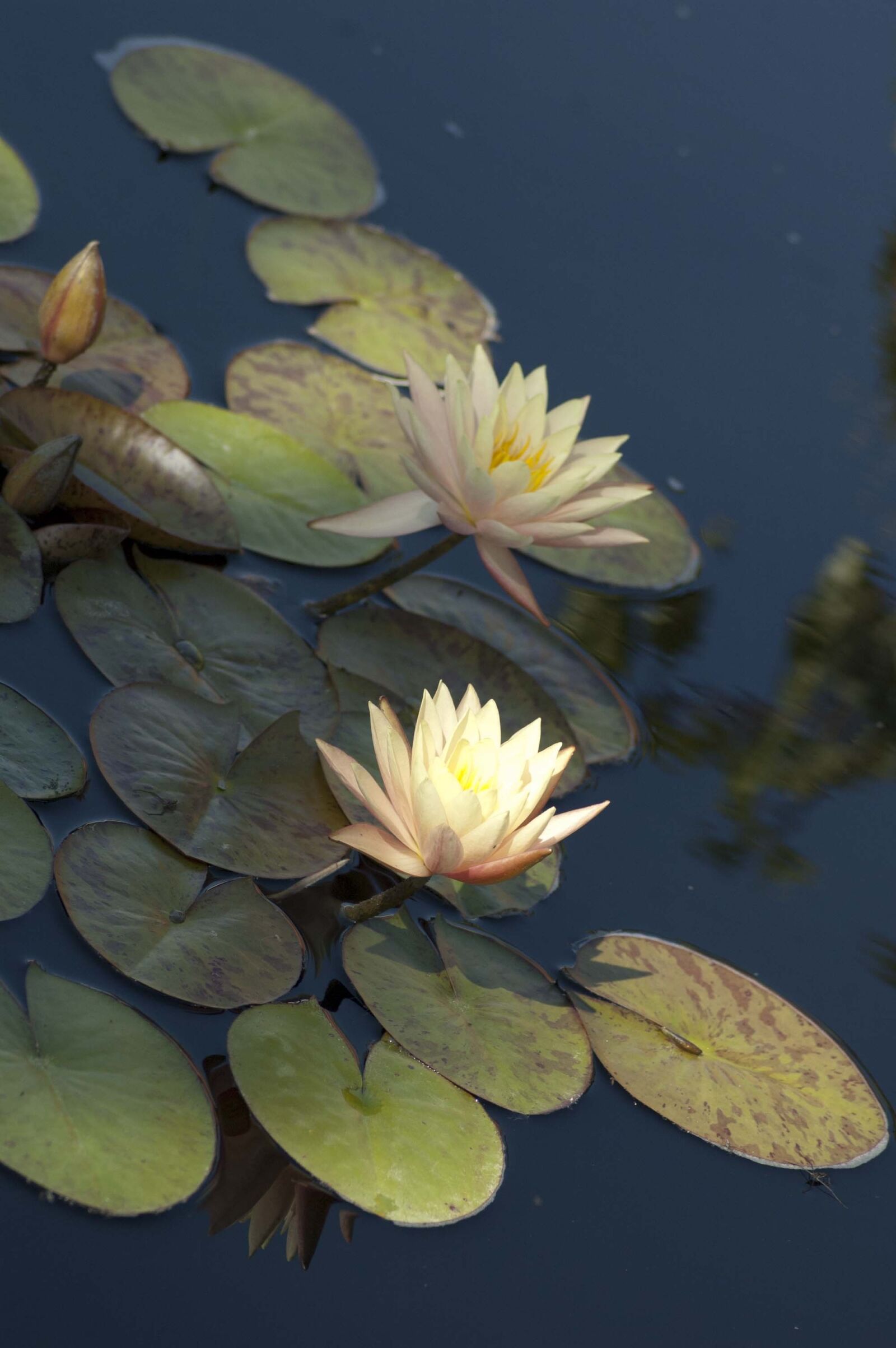 Nikon D70 sample photo. Pink flower, waterlily, lily photography