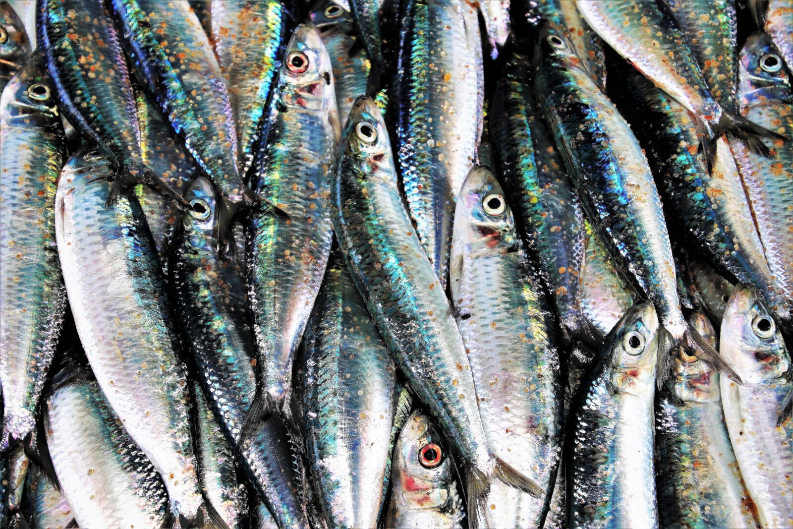Canon EOS 80D sample photo. Fish market, glow, gray photography