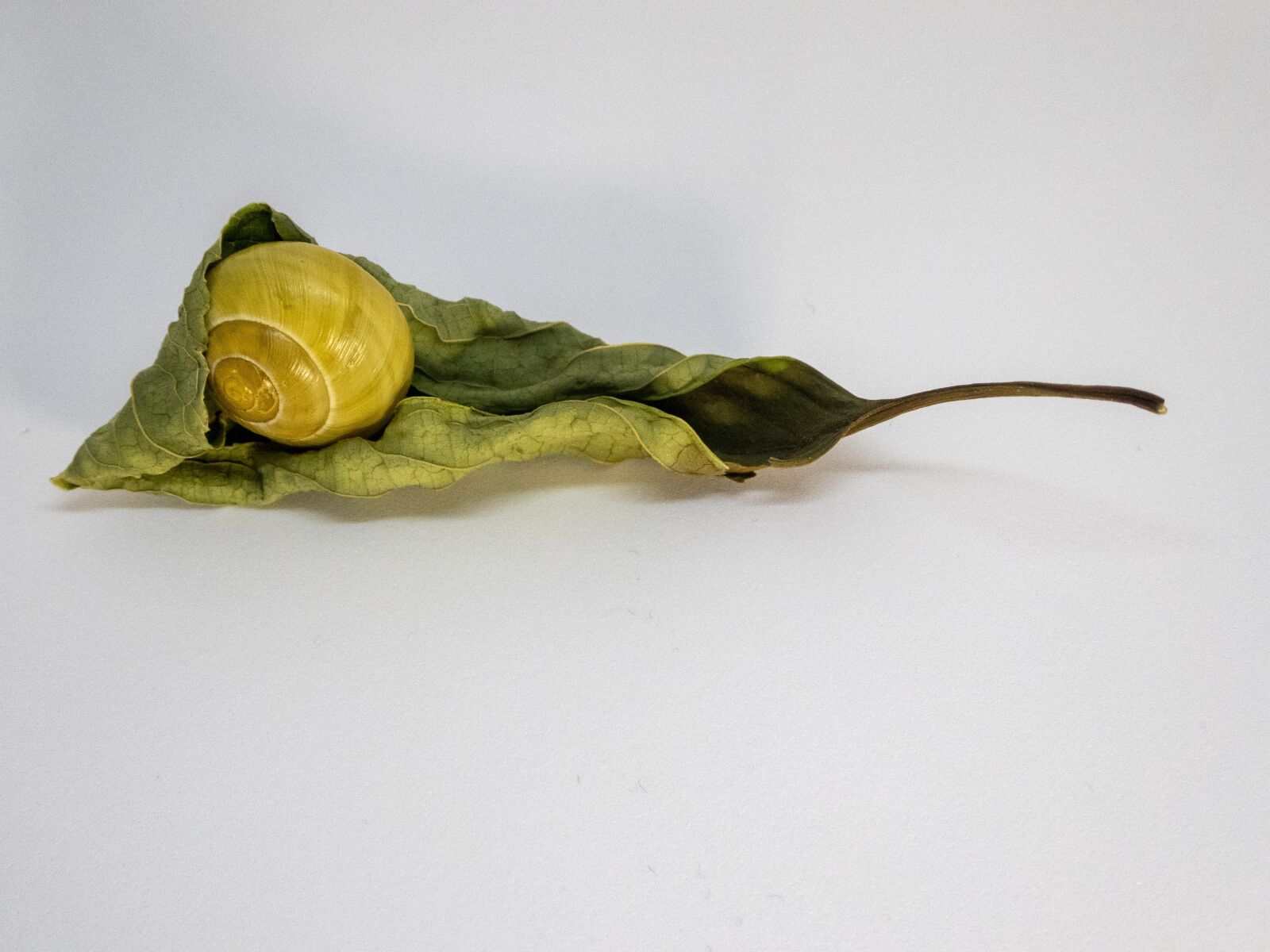 Panasonic DMC-TZ81 sample photo. Snail, nature, yellow photography