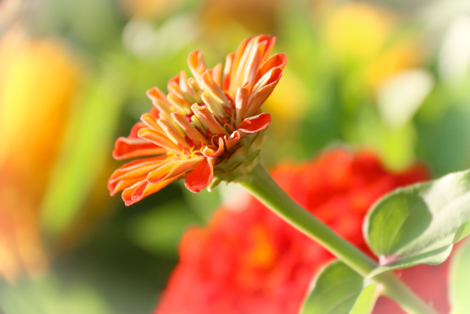 Canon EOS 70D sample photo. Flower, colored, orange photography