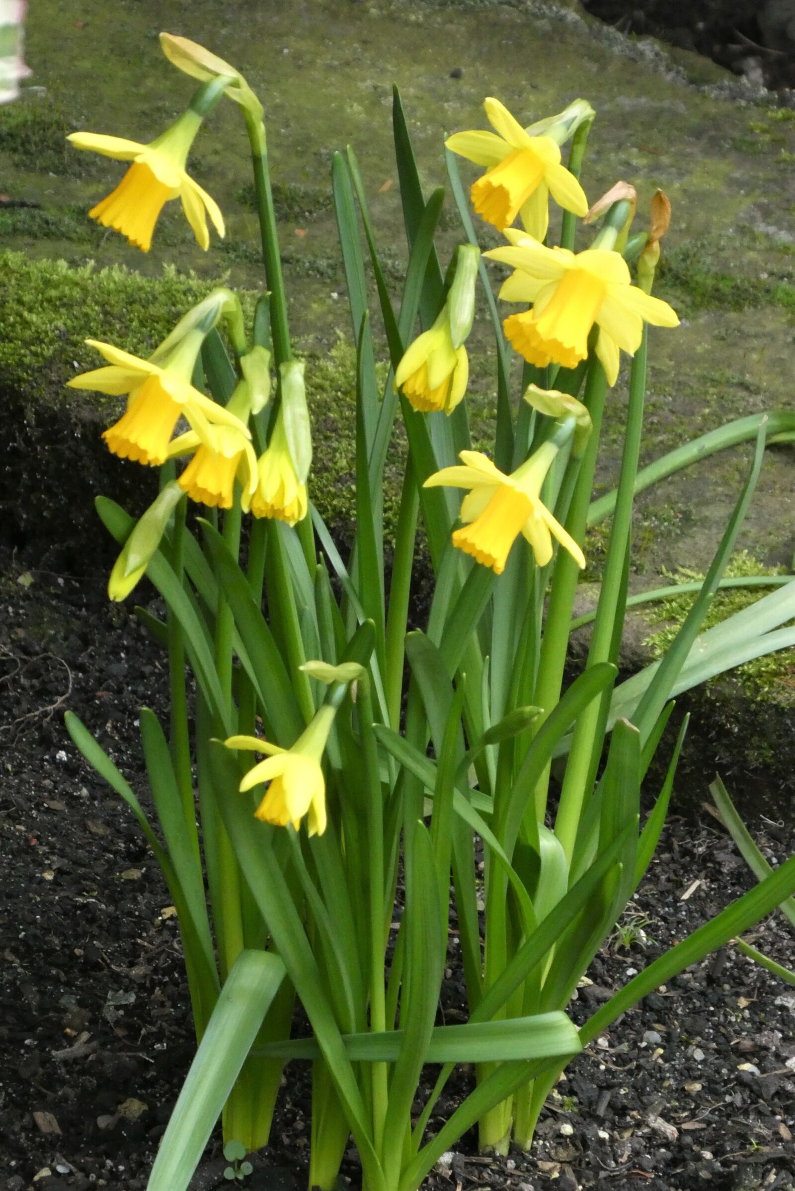Panasonic Lumix DC-ZS70 (Lumix DC-TZ90) sample photo. Narcissus, spring, yellow photography