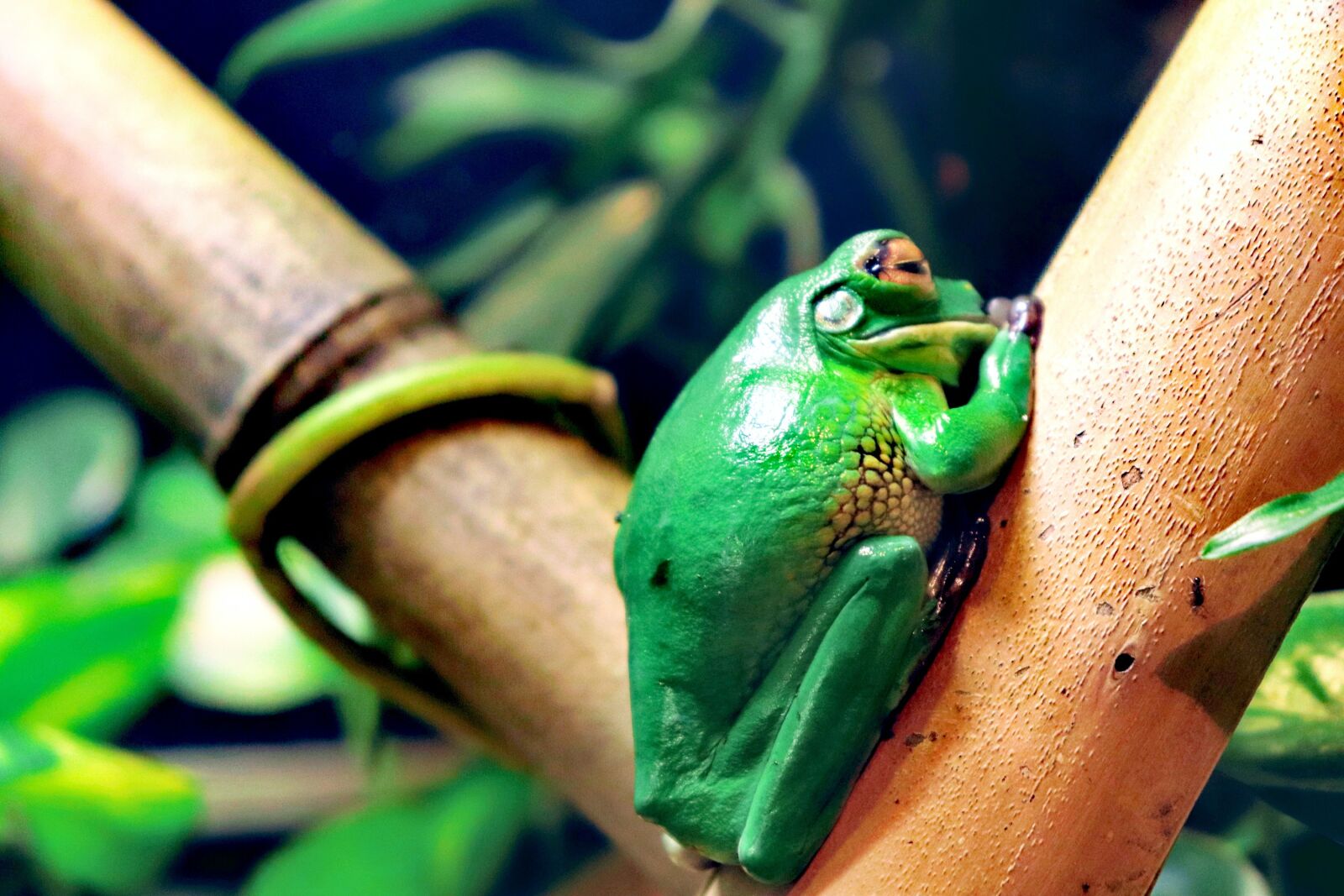 Canon EOS 200D (EOS Rebel SL2 / EOS Kiss X9) sample photo. Frog, animal, green photography