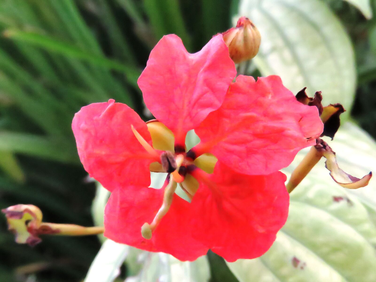 Canon PowerShot SX60 HS sample photo
