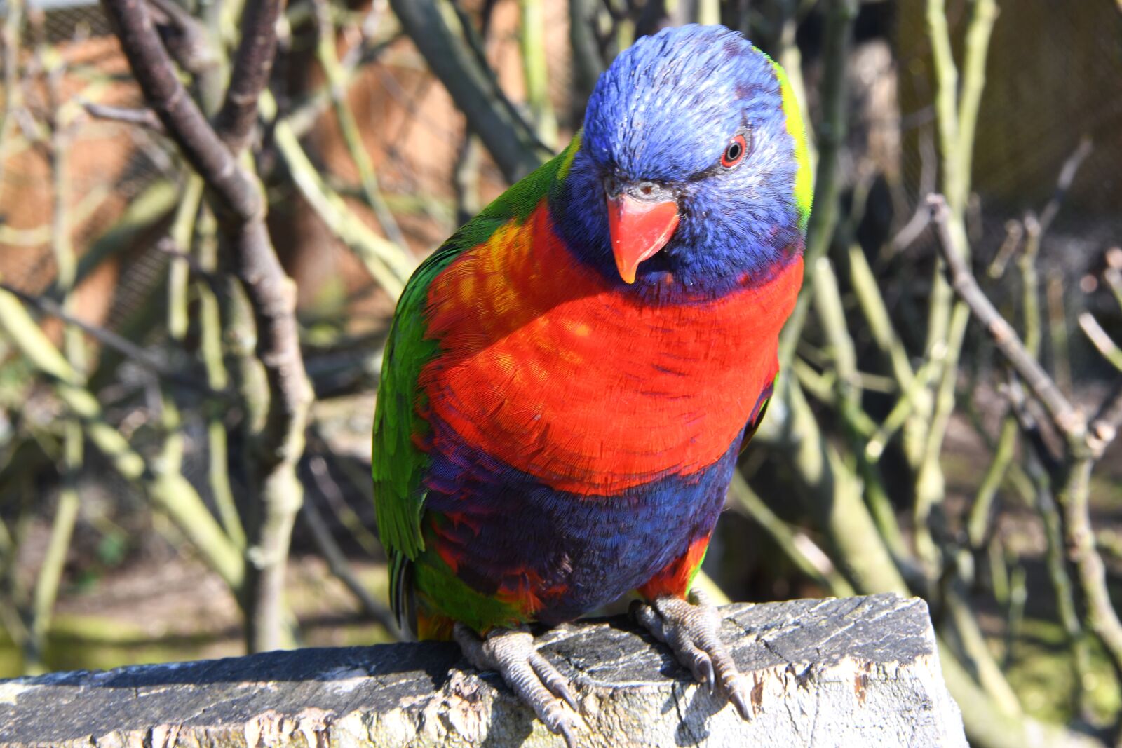 Nikon D850 sample photo. Bird, loriquet, parrot photography