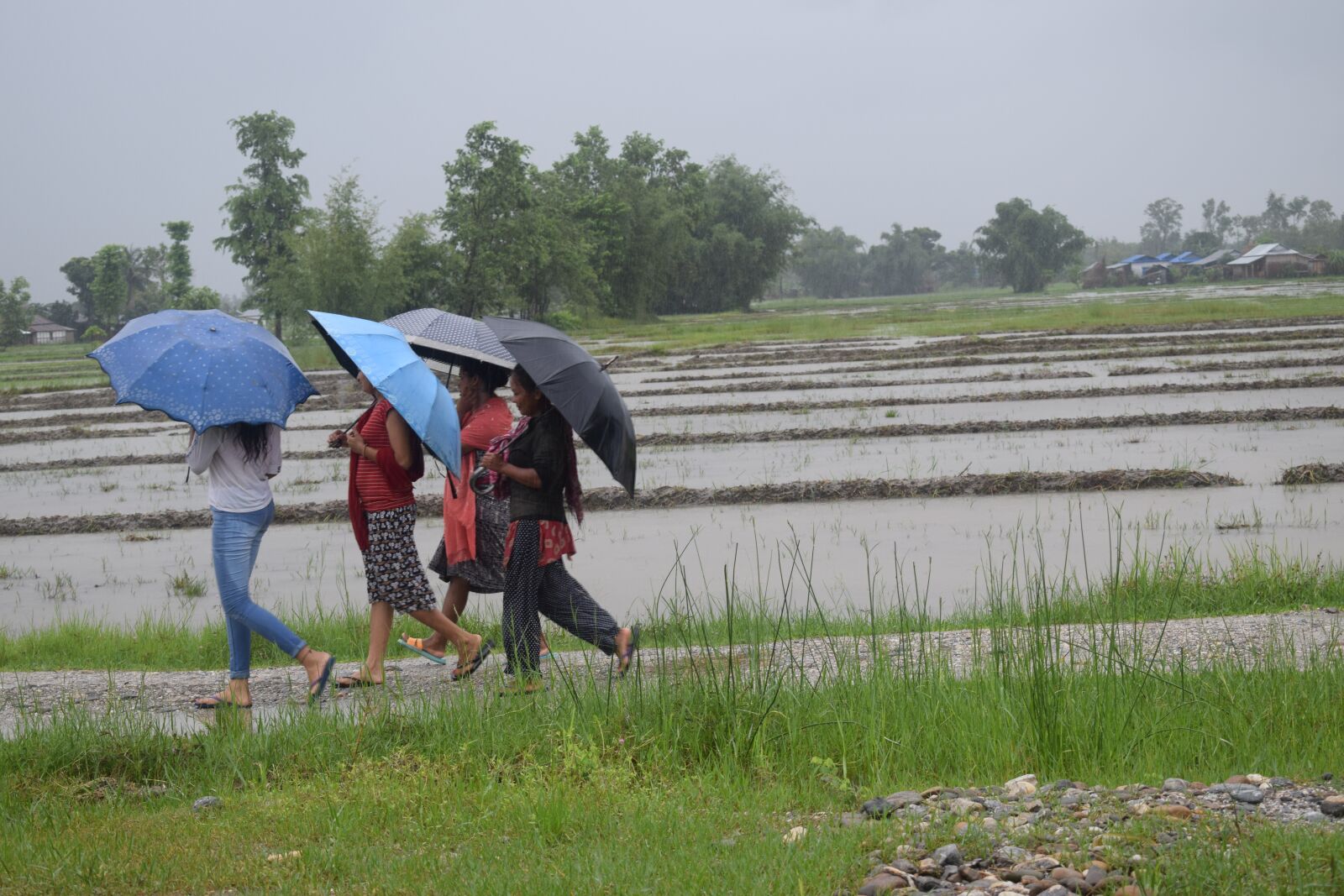 Nikon D5300 sample photo. Raining, umbrella, rain photography