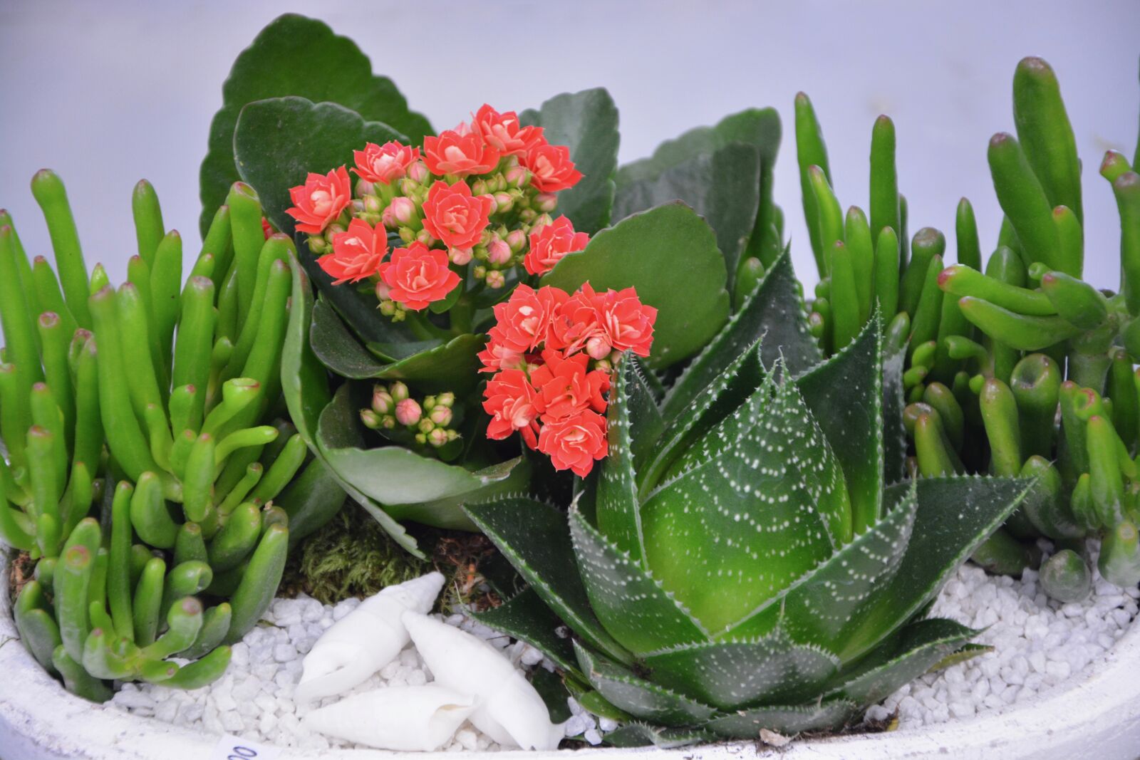 Nikon D5200 sample photo. Flower, floral composition, flower photography