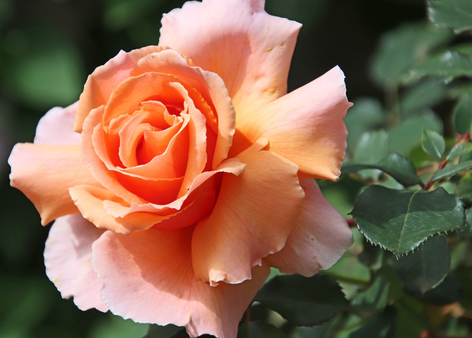 Tamron 18-400mm F3.5-6.3 Di II VC HLD sample photo. Flower, apricot, rose photography
