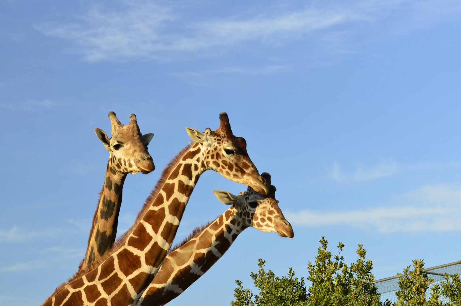 Nikon D7000 sample photo. Animals, wildlife, safari photography