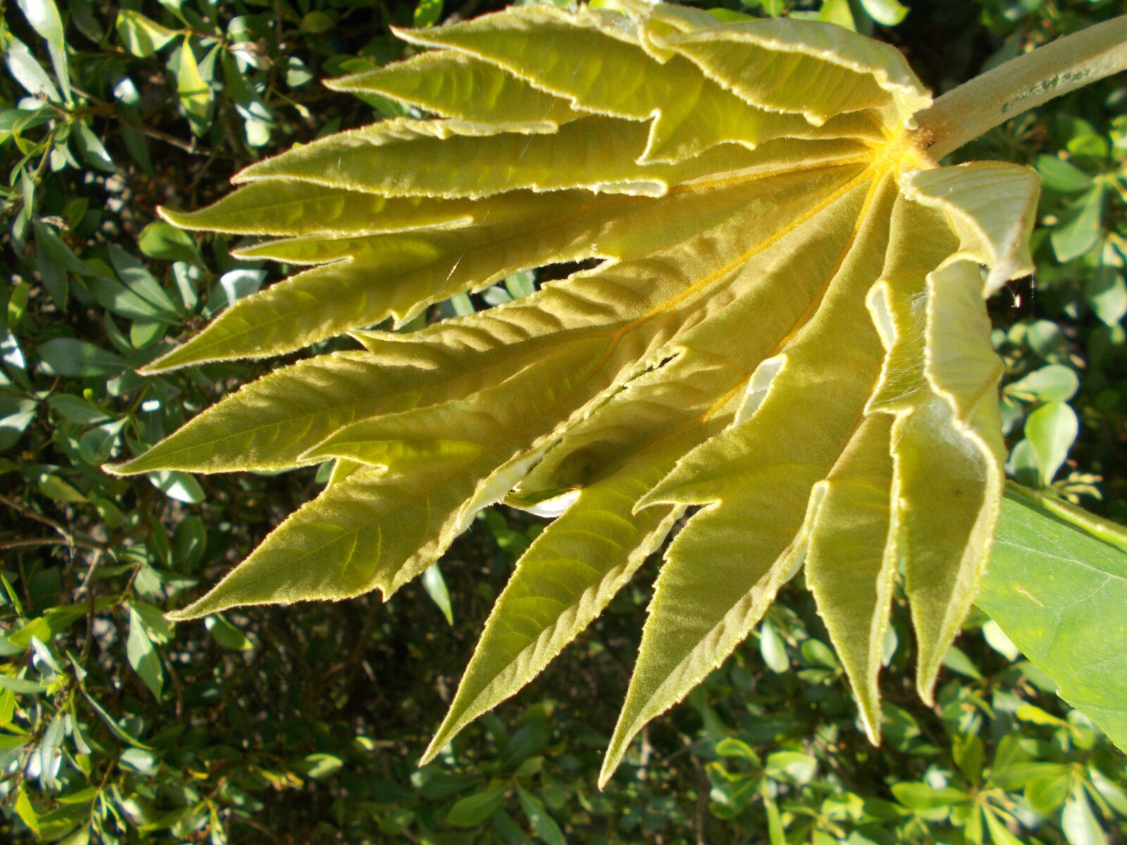 Nikon COOLPIX L27 sample photo. Nature, leaf, plant photography