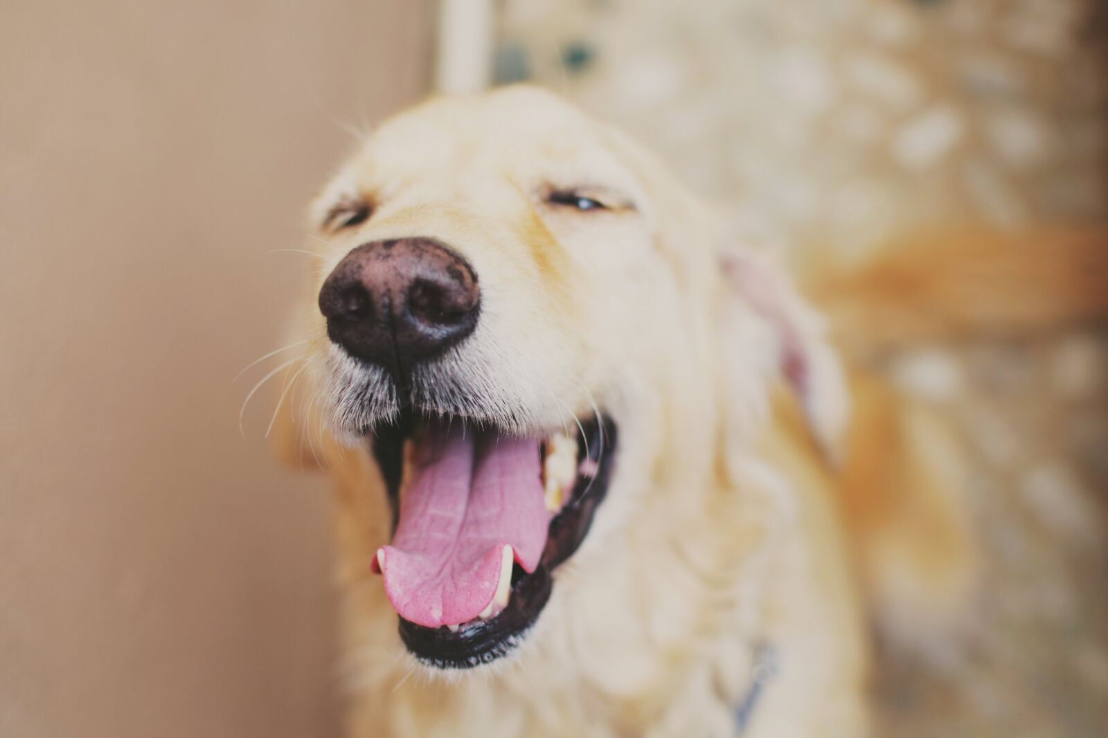 Nikon D5300 + Nikon AF-S DX Nikkor 35mm F1.8G sample photo. Dog, golden, retriever, happiness photography