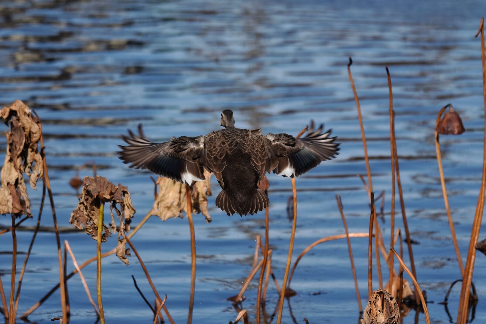 Nikon D7200 sample photo. Animal, pond, water photography