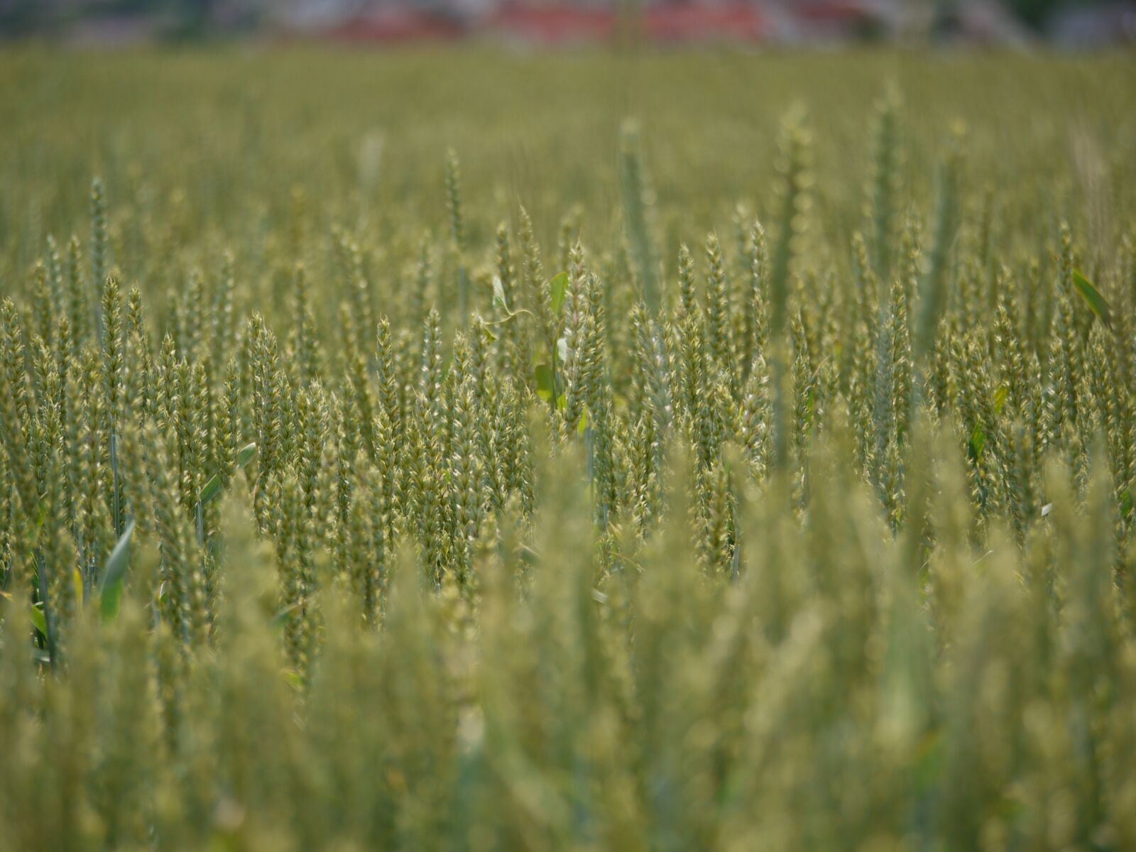 Panasonic Lumix DMC-G1 sample photo. Wheat field, cereals, far photography