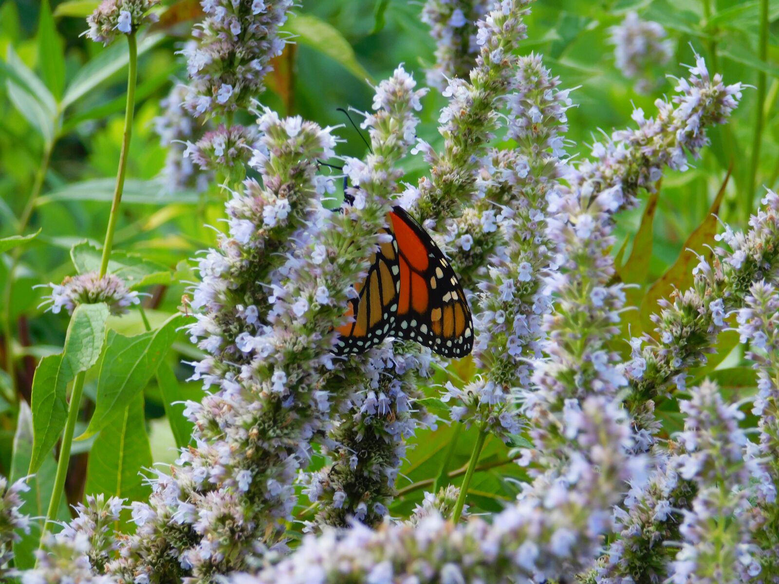 Nikon Coolpix L840 sample photo. Butterfly, lavanda, lavander photography