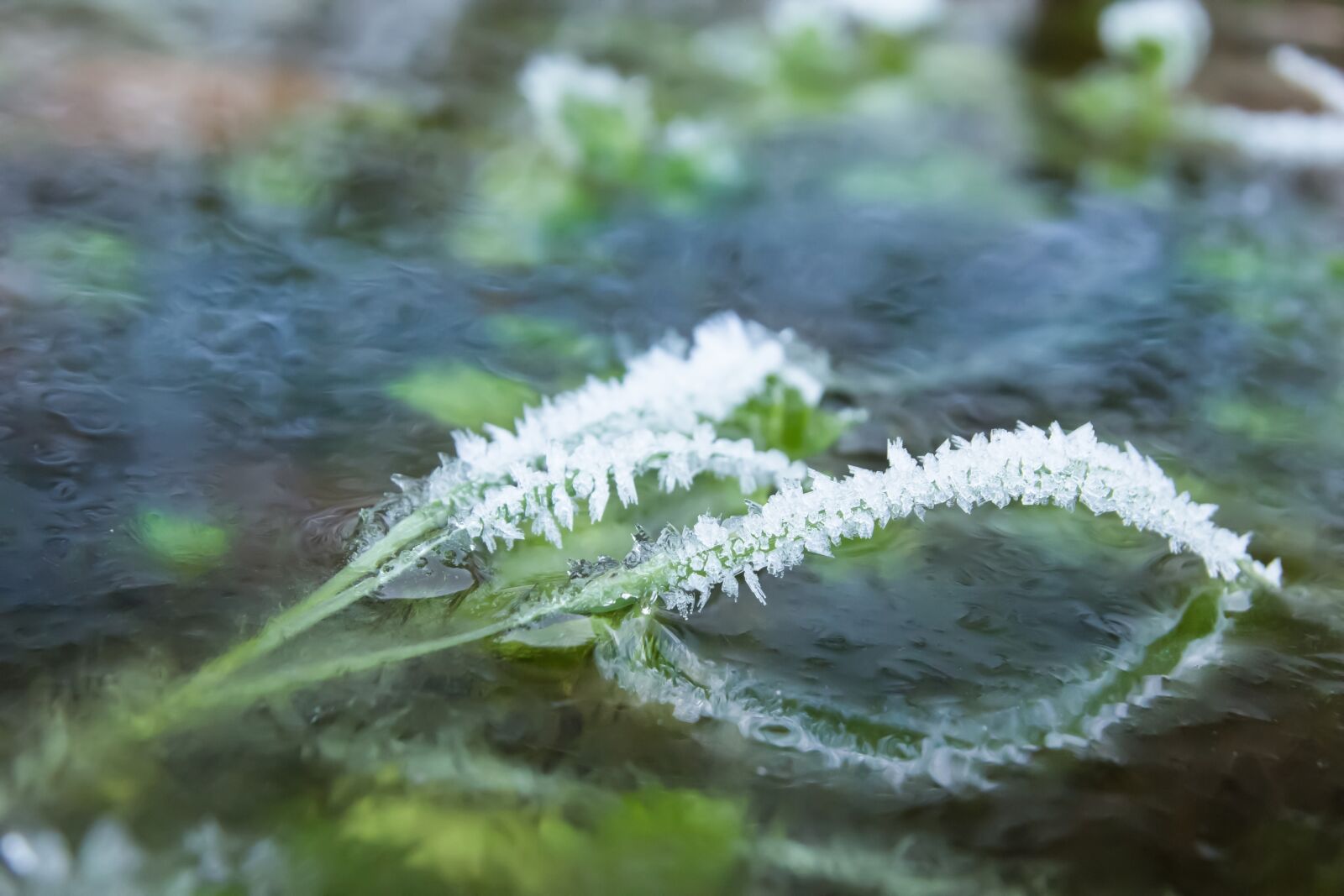 Canon EOS 60D sample photo. Frost, ice, eiskristalle photography