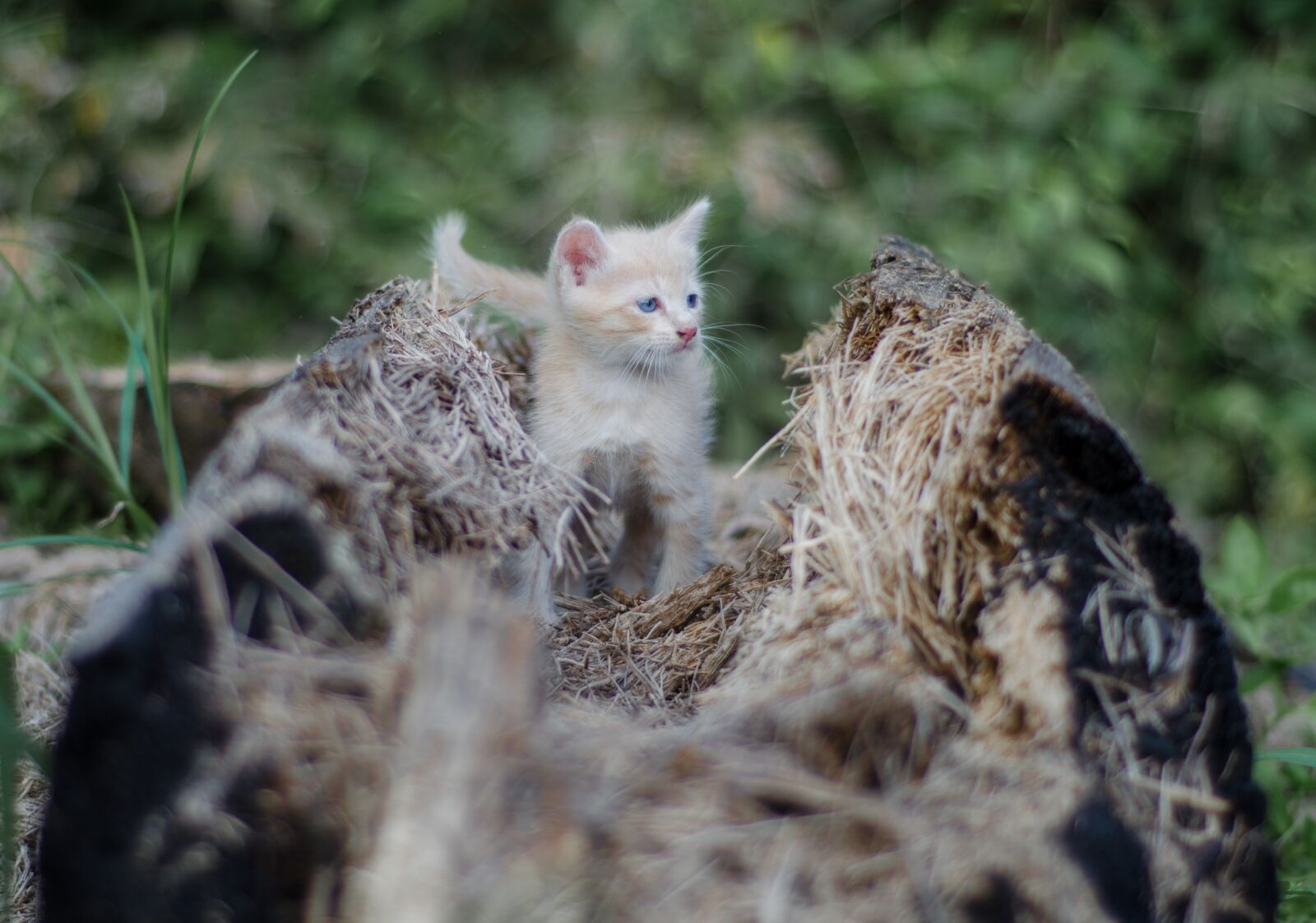 Nikon D5100 sample photo. Cat, pet, kitten photography