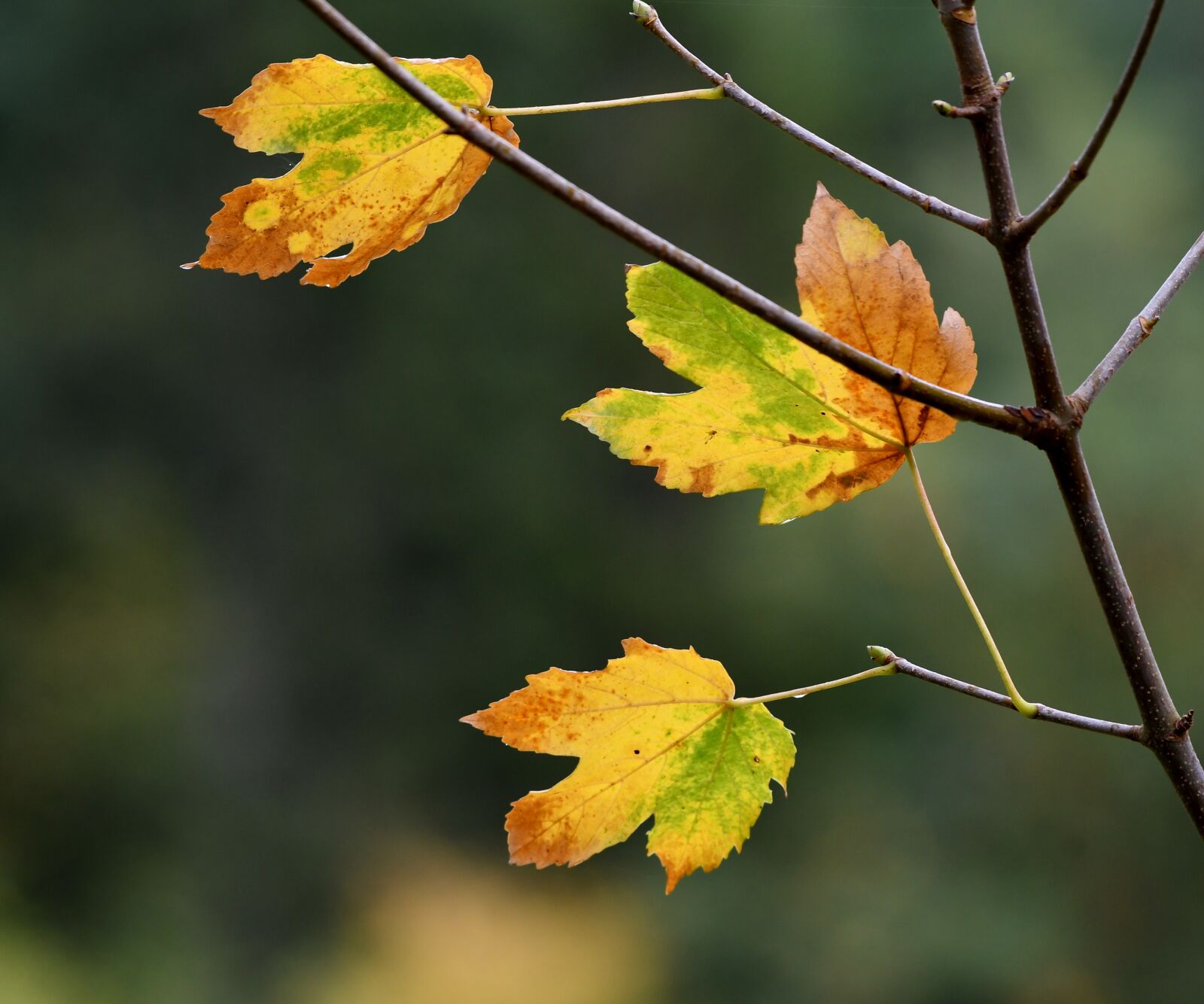 Nikon D500 sample photo. Autumn, leaves, fall colors photography