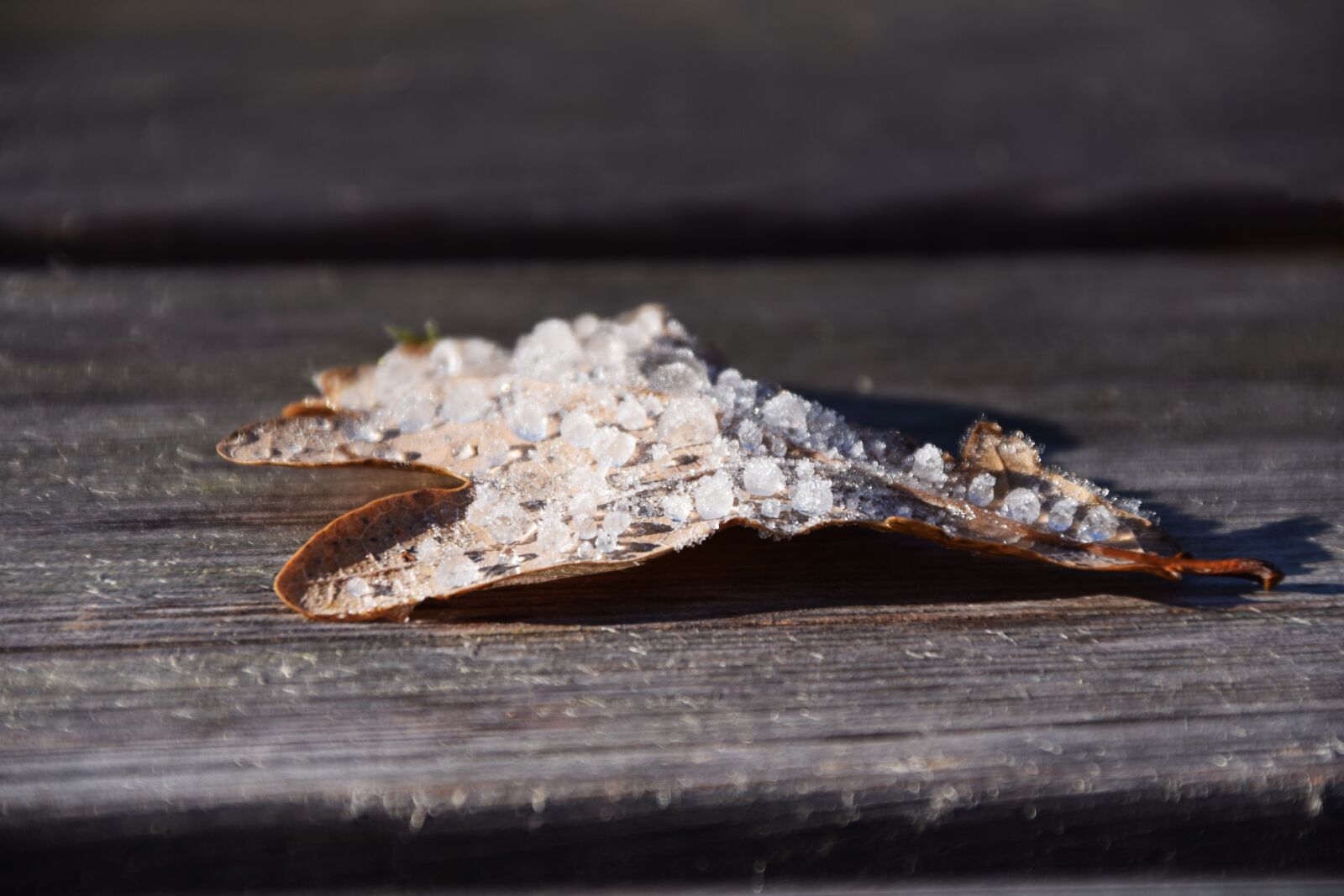Nikon D3300 sample photo. Leaf, leaves, oak leaf photography