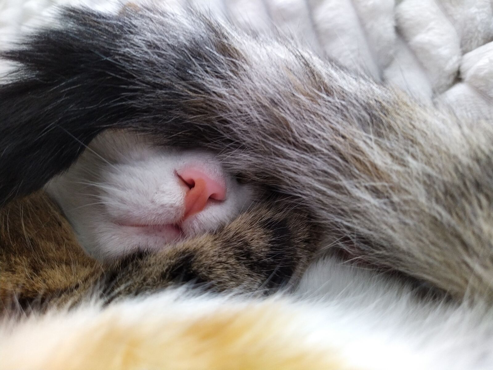HMD Global Nokia 7.2 sample photo. Cat, kat photography