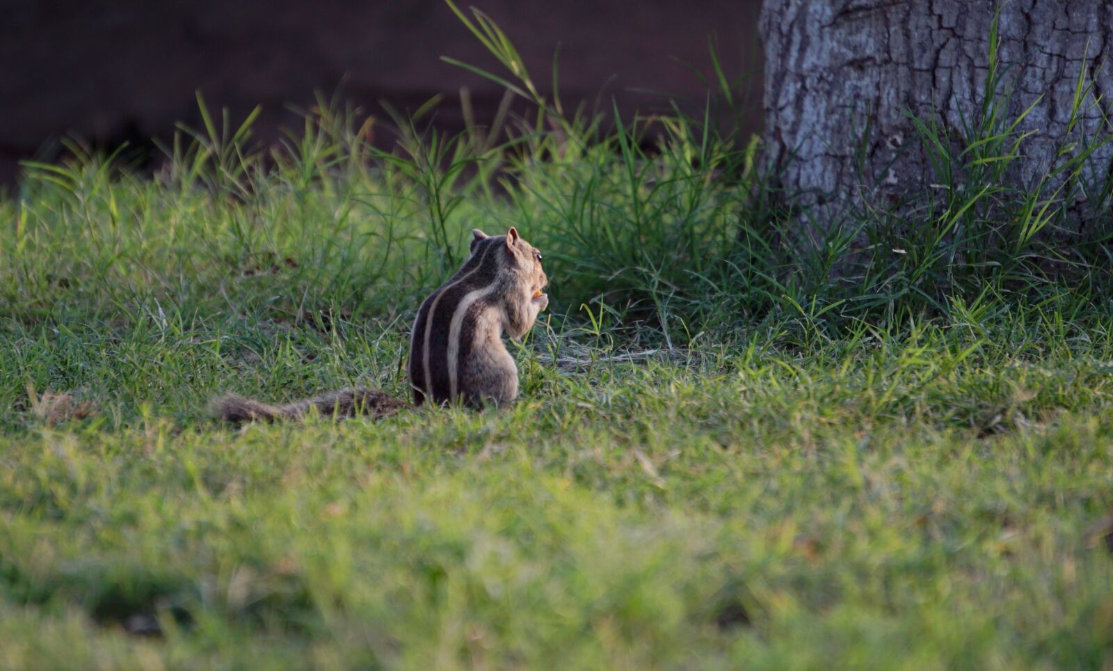 Sony a6000 sample photo. Squirel, wildlife, bharat photography