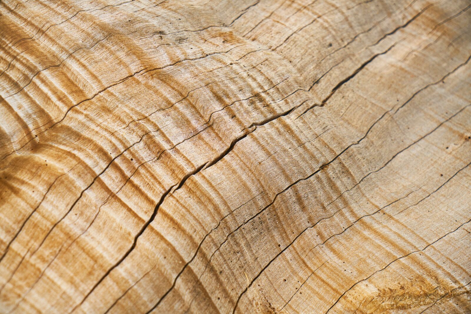 Sony a7R II sample photo. Abstract, brown, tree photography