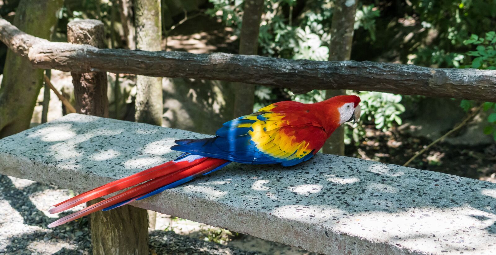 Sony a7R II + Sony FE 24-240mm F3.5-6.3 OSS sample photo. Macaw, bird, nature photography