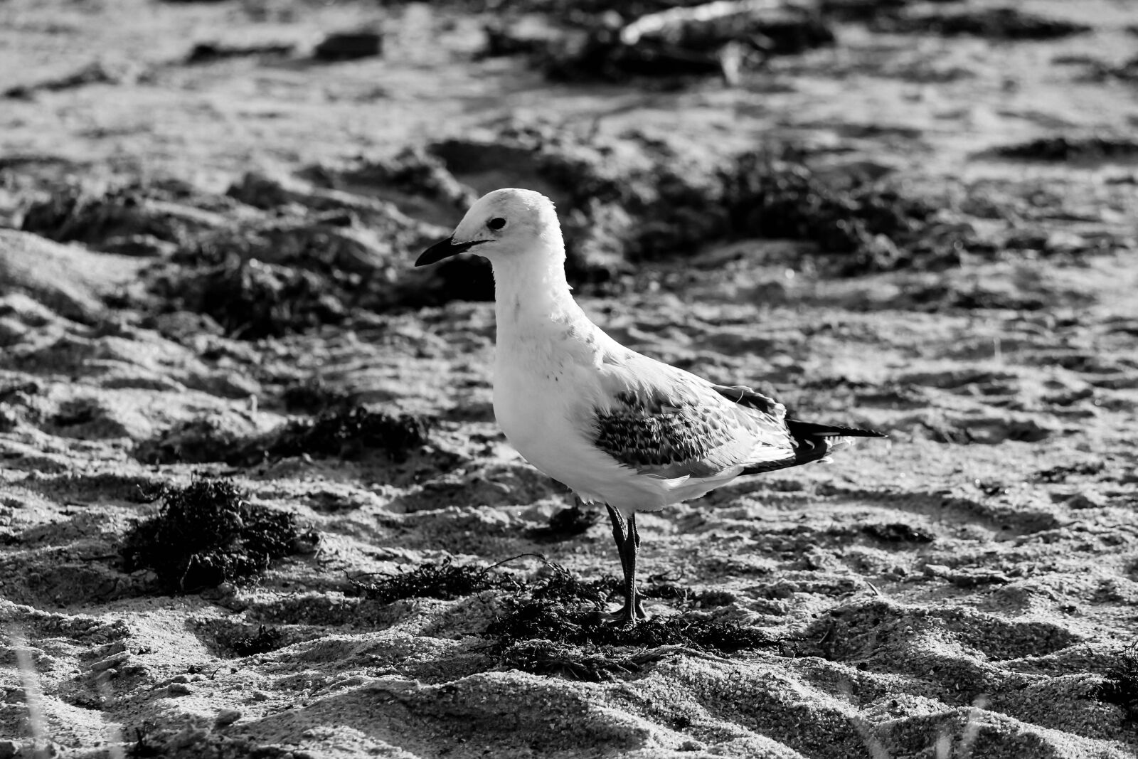 Canon EF-S 55-250mm F4-5.6 IS sample photo. Bird, beach, seagull photography