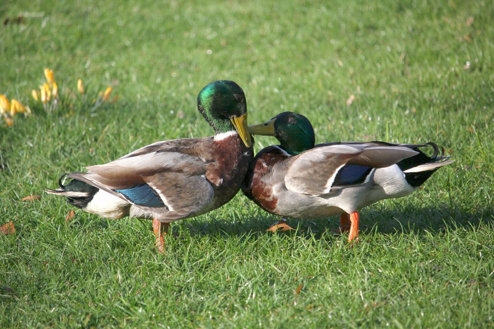 Canon EOS 60D + Canon EF-S 55-250mm F4-5.6 IS STM sample photo. Ducks, argue, fight photography