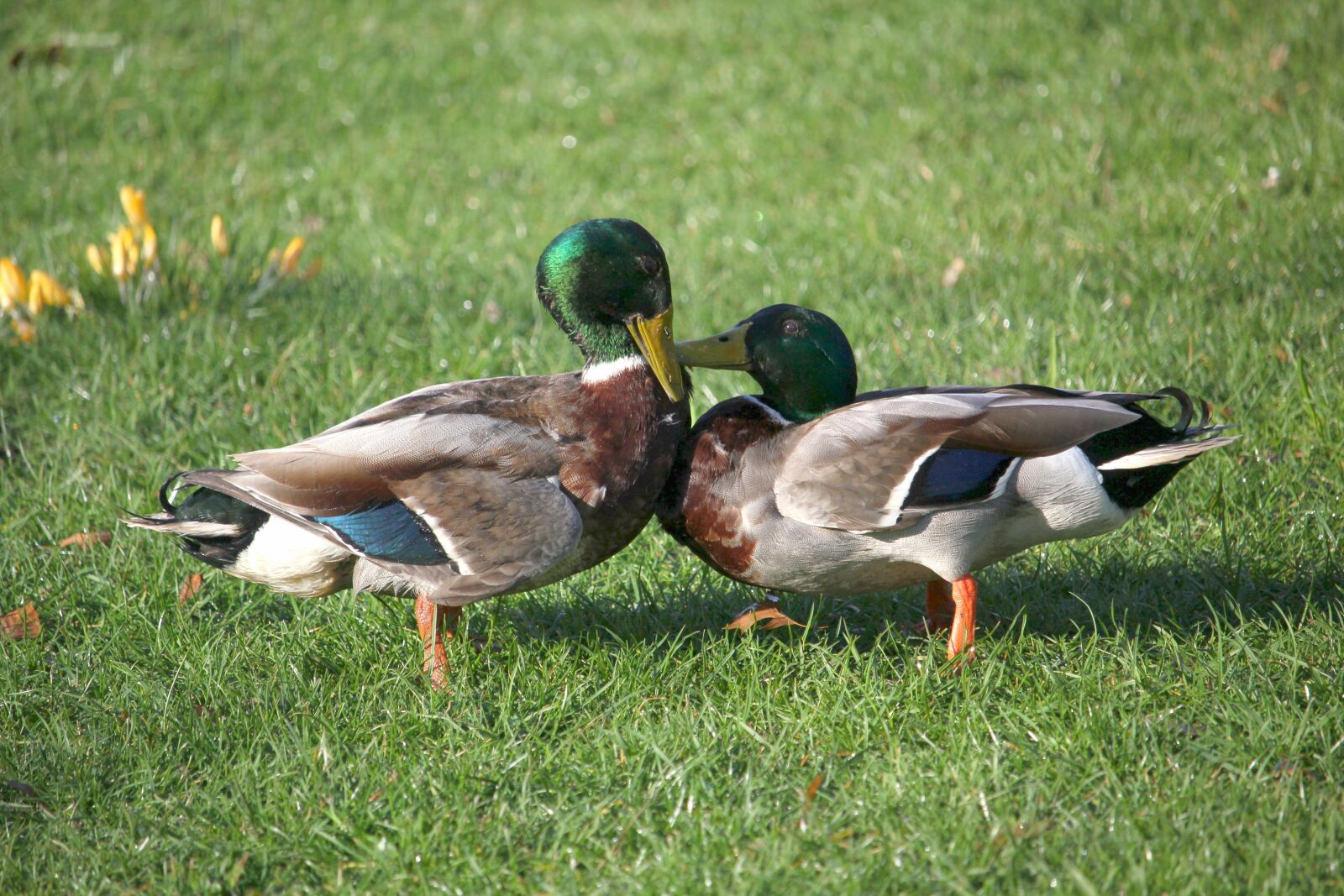 Canon EF-S 55-250mm F4-5.6 IS STM sample photo. Ducks, argue, fight photography