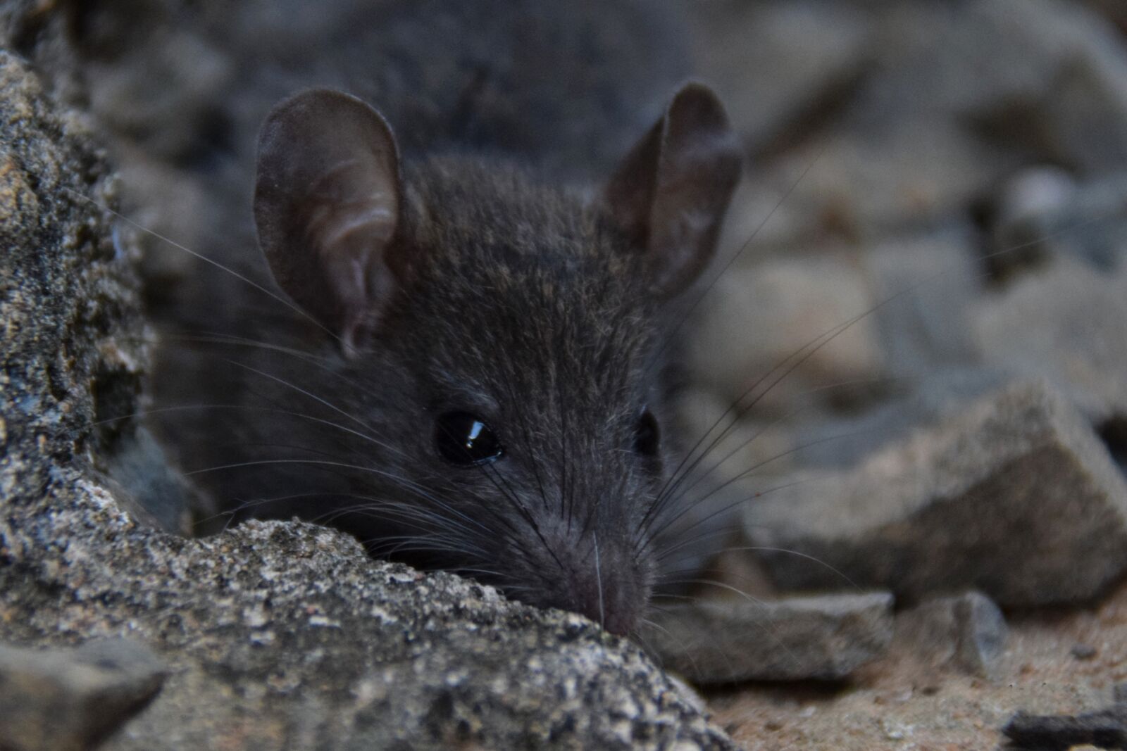 Nikon D5300 sample photo. Mouse, rodent, animal photography