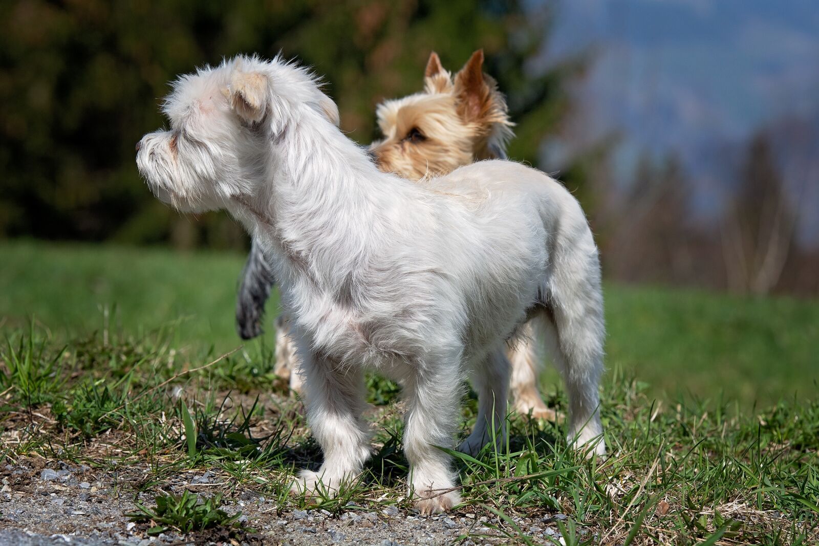 Nikon D7100 sample photo. Dogs, out, meadow photography