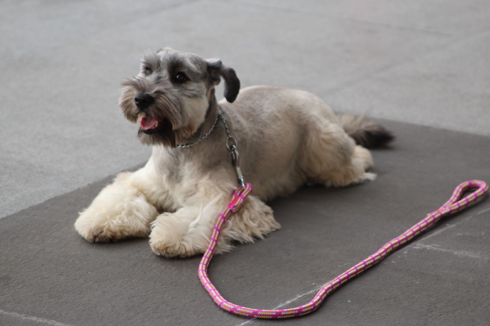 Canon EF75-300mm f/4-5.6 sample photo. Dog training, stay, calm photography