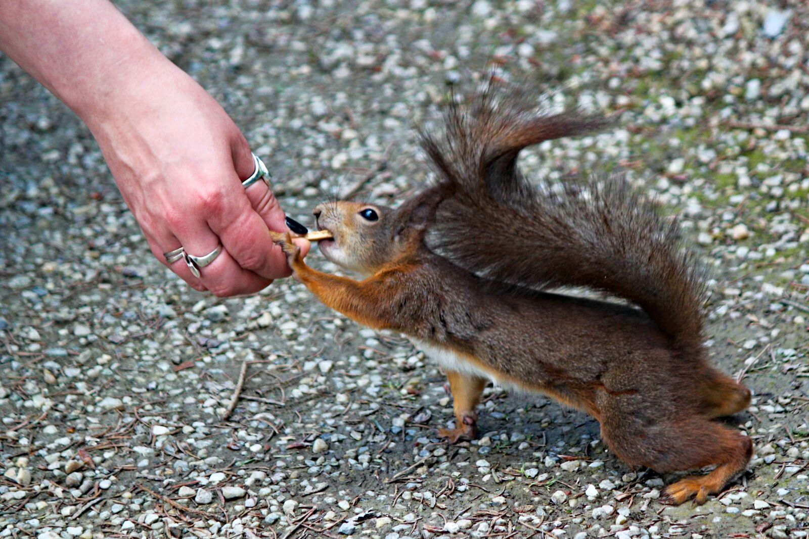 Canon EOS 550D (EOS Rebel T2i / EOS Kiss X4) sample photo. The squirrel, fearless, sassy photography