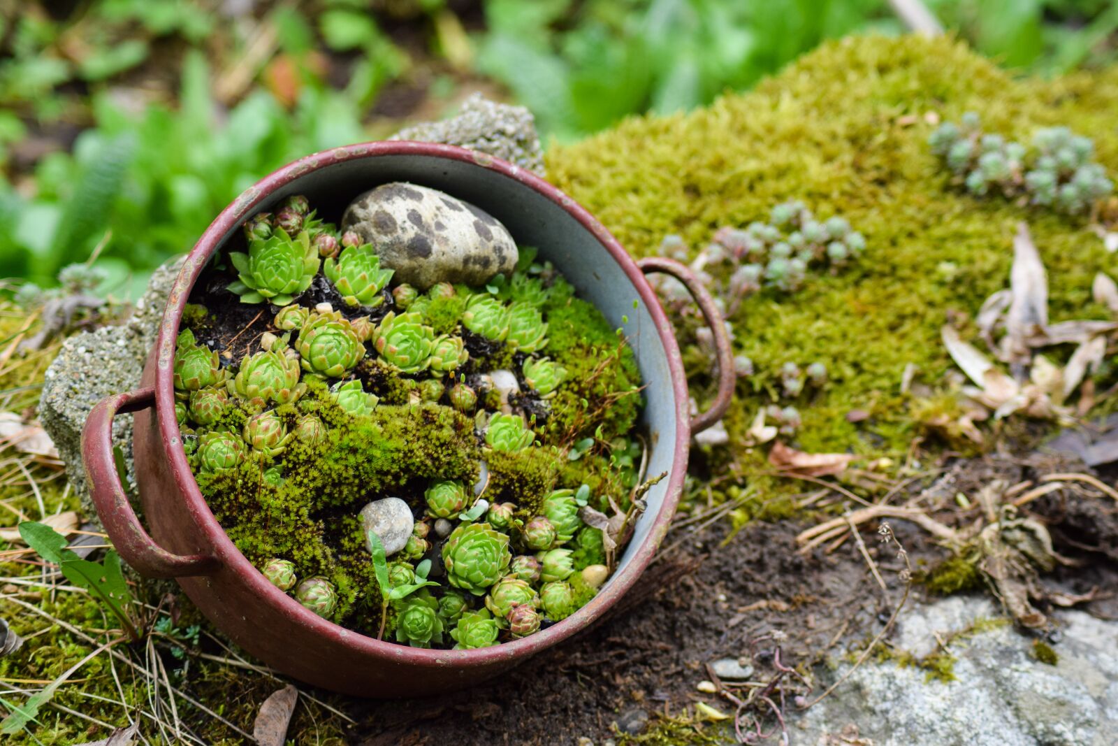 Nikon D5300 sample photo. Succulents, nature, stone garden photography