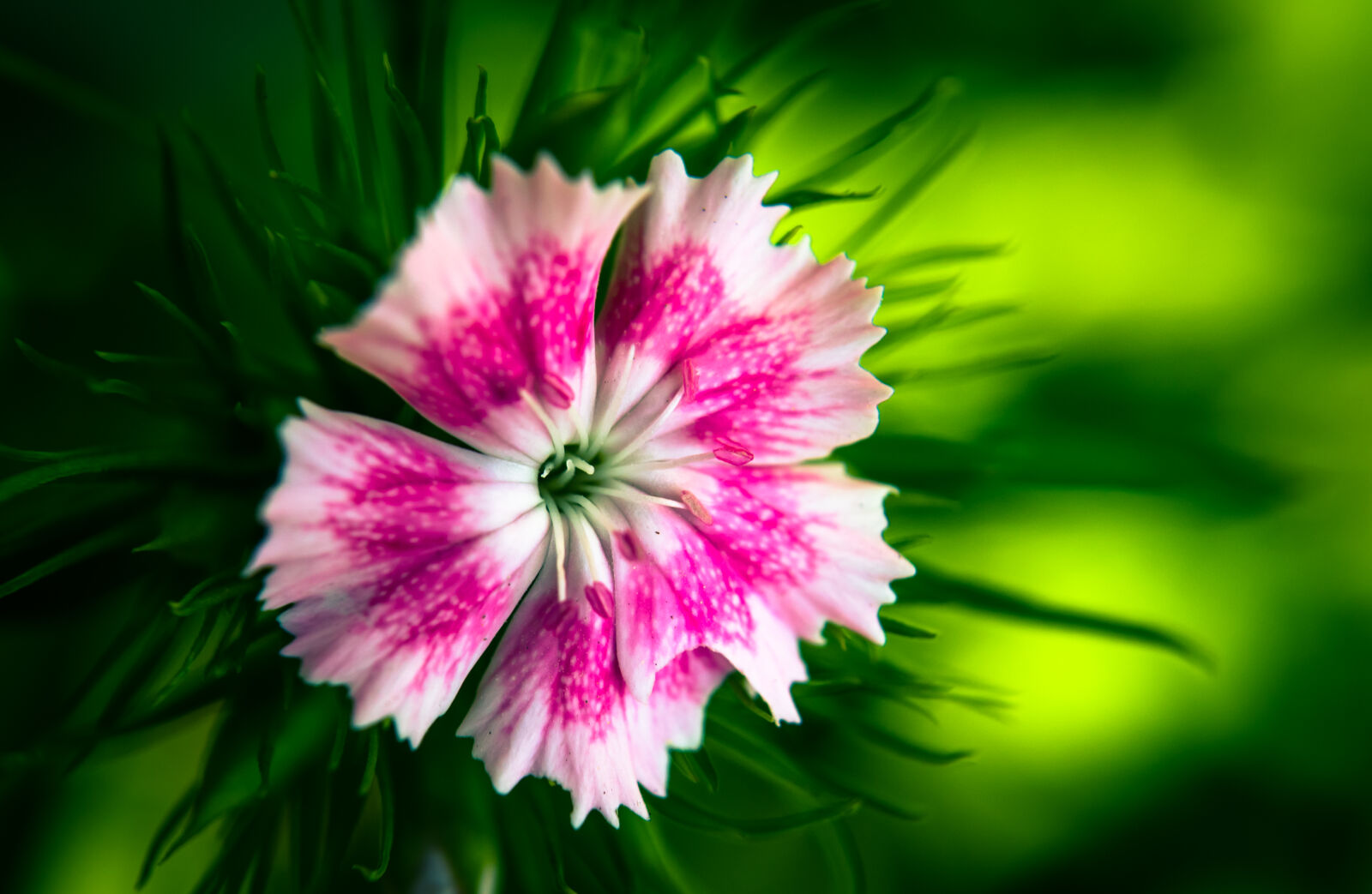 Nikon D3100 sample photo. Nature, flowers, photography, blur photography