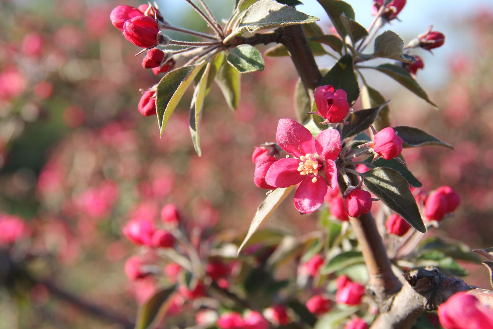 Canon EOS 550D (EOS Rebel T2i / EOS Kiss X4) sample photo. Nature, flowers, beauty photography