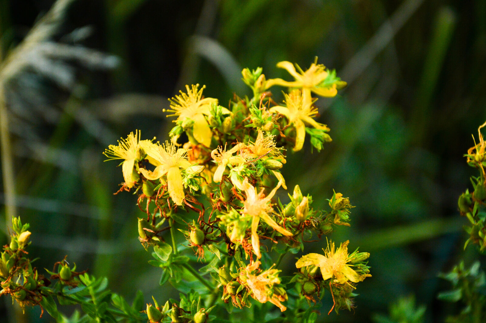 Nikon D3200 sample photo