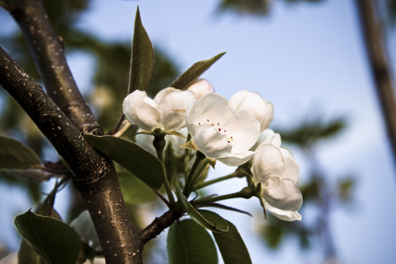 Canon EF-S 17-85mm F4-5.6 IS USM sample photo. Spring, flowers, pear photography