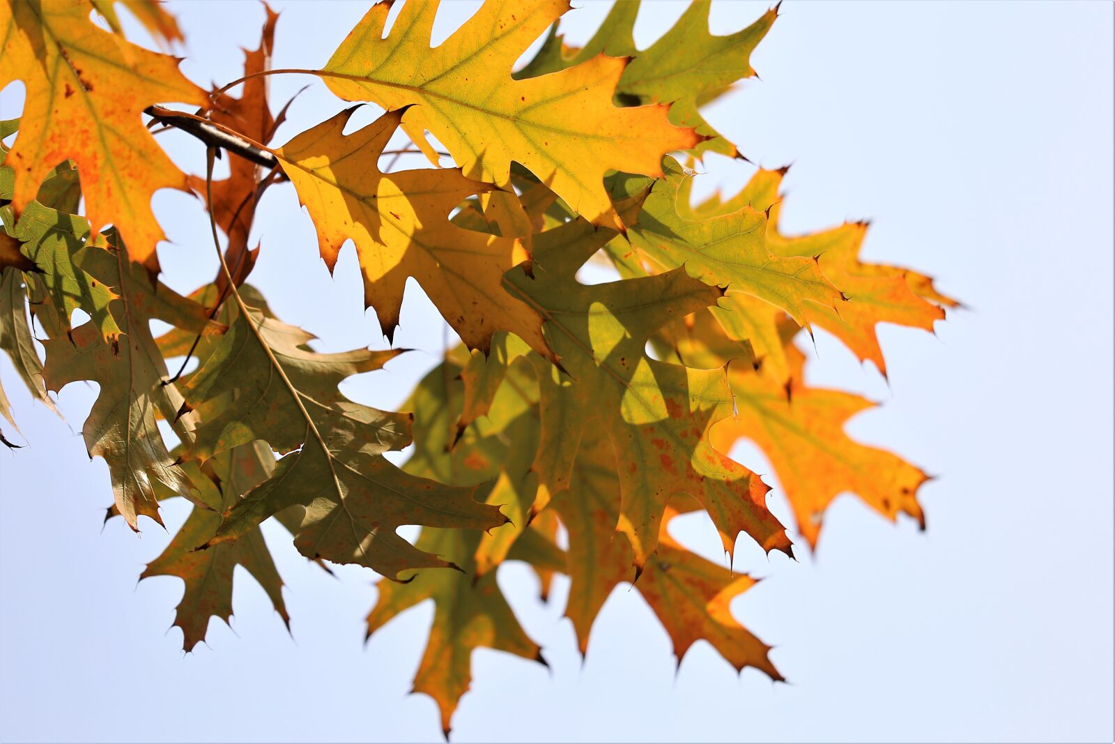 Canon EF 70-300 F4-5.6 IS II USM sample photo. Oak, quercus, colorful leafs photography