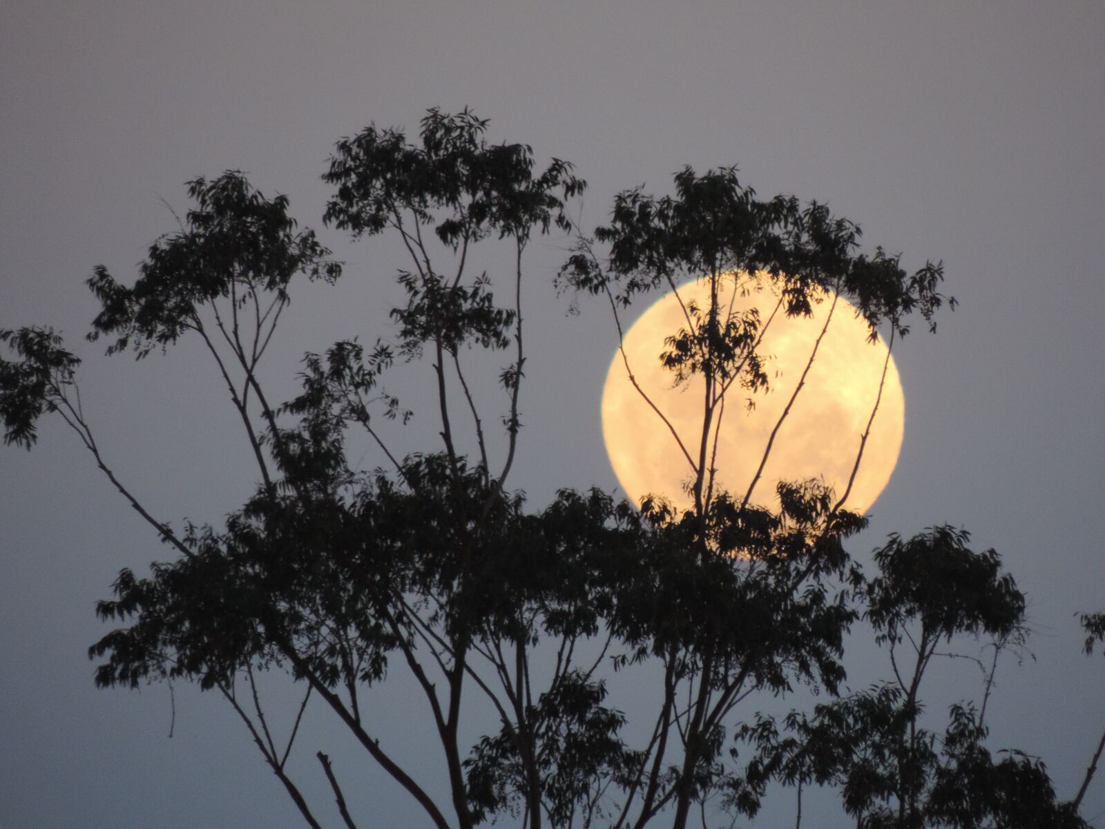 Nikon Coolpix P520 sample photo. Australia, supermoon, lunar photography