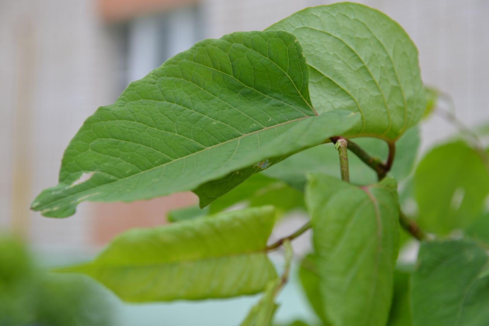 Nikon D800 sample photo. Foliage, nature, greens photography